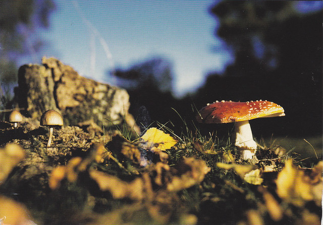 Autumn Mushrooms Postcard