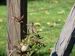 Another White-crowned Sparrow