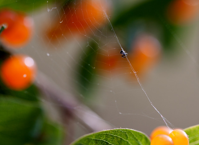 Spider among colorful berries