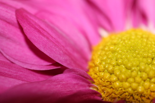 Touch of pink | by Cailín Cliste