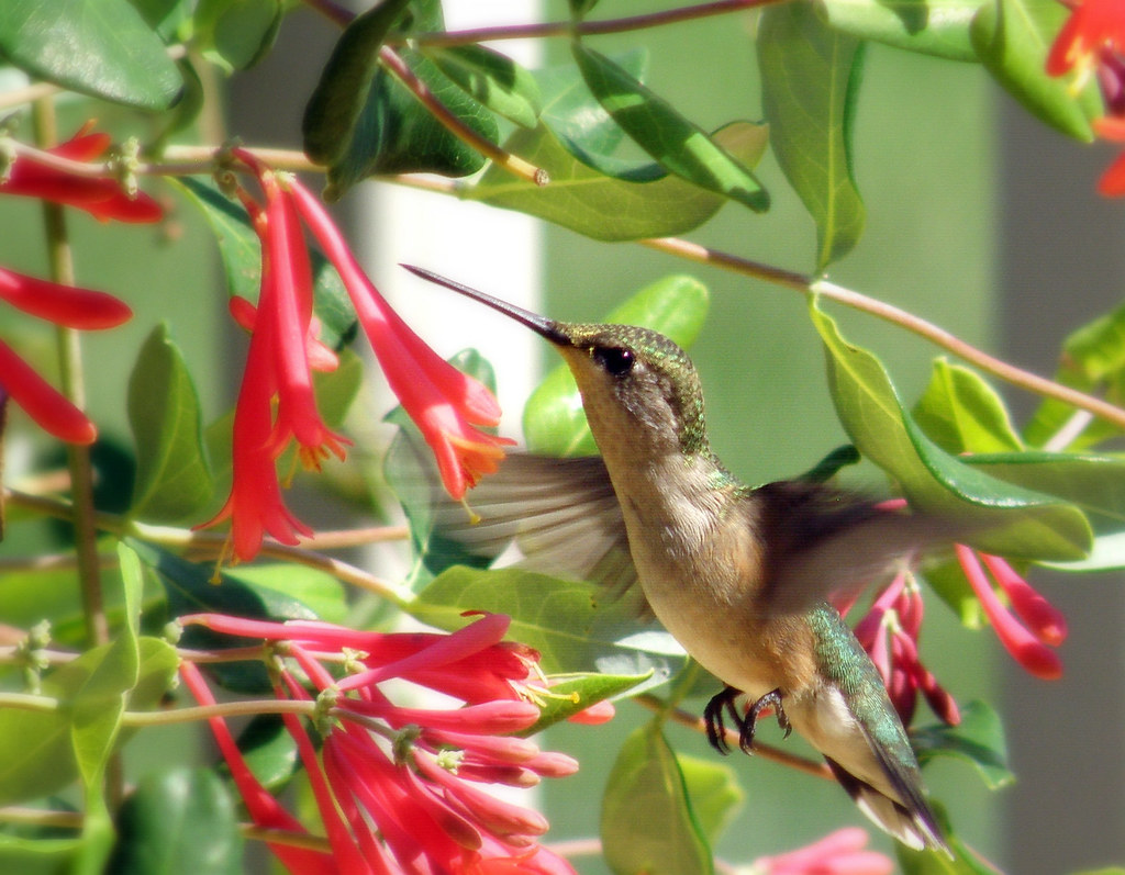 Humming Bird 04 | Humming bird searching for the best tastin… | Flickr