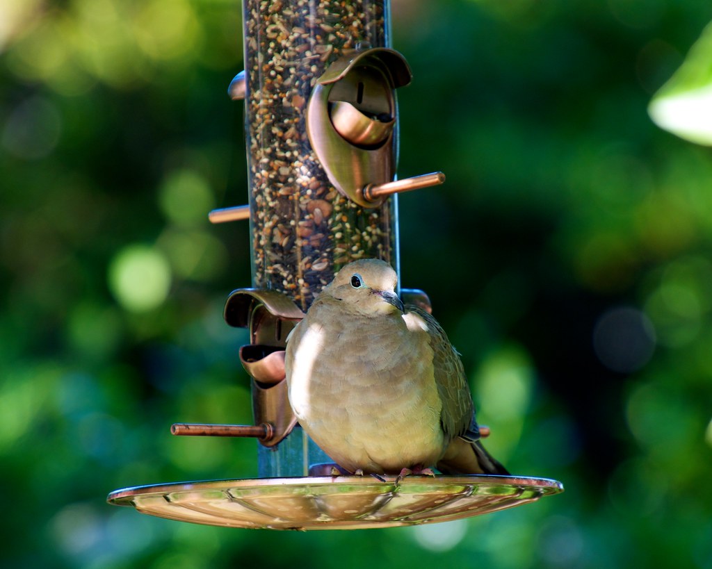 Nutritional requirements of birds
