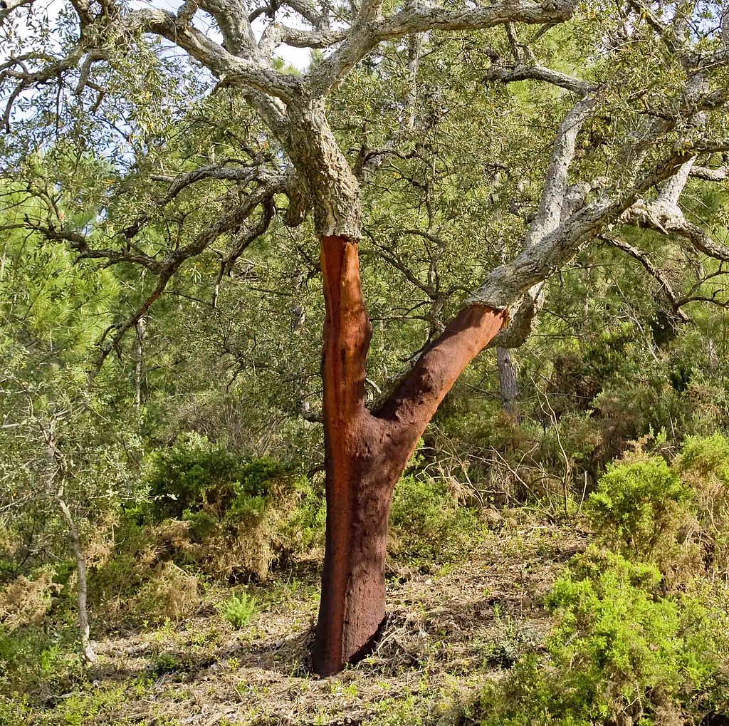 Quercus suber L. –alcornoque–   Korkeiche