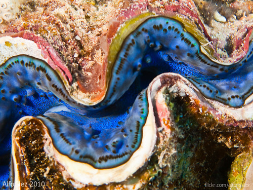 حيد بانوراما (Panorama Reef, سفاجا)
