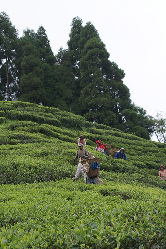 nepal tea worker teagarden teaplantation ilam ilamtea gurkhatea shreeantu giriestate shreeantutea teabeingpicked
