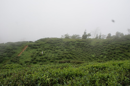 nepal tea worker teagarden teaplantation ilam ilamtea gurkhatea shreeantu giriestate shreeantutea teabeingpicked