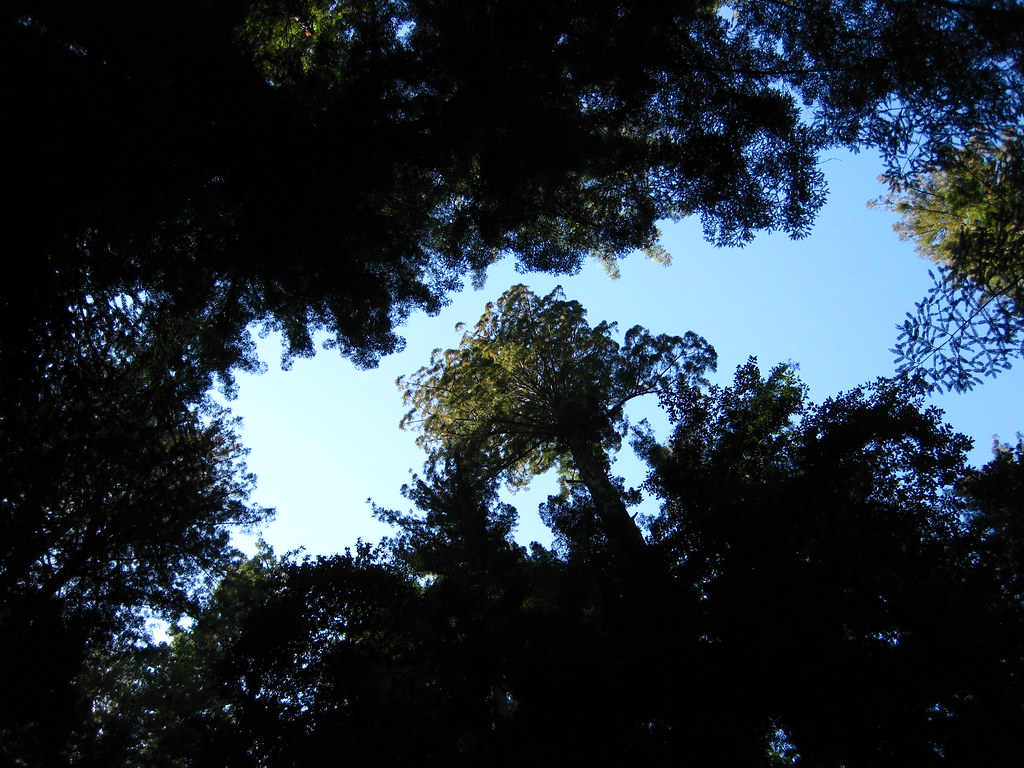 Big Basin/Berry Creek Falls