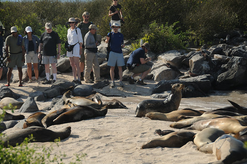 Sea Lions | by Scott Ableman