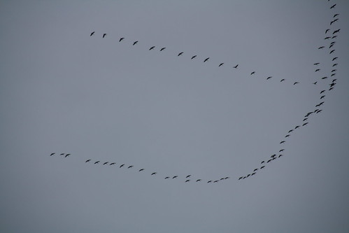 geese migration