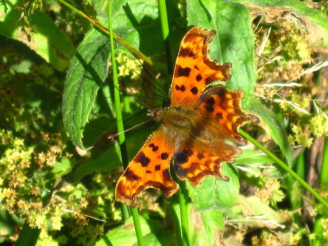 Comma - what a stunningly beautiful butterfly.