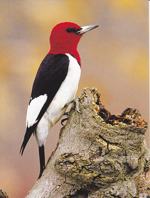 Red-Headed Woodpecker Card