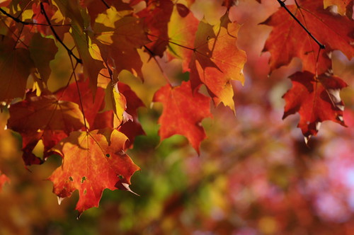 maple | by Владислав Казаков