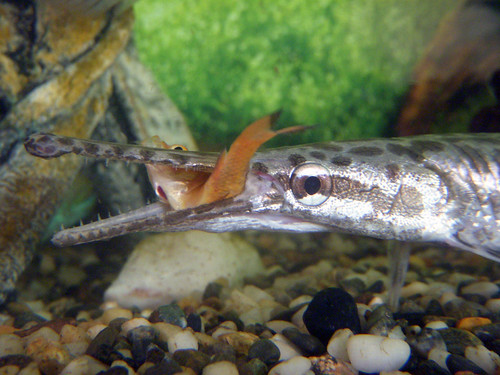 Gar Attack | by TheFrogThatBarks