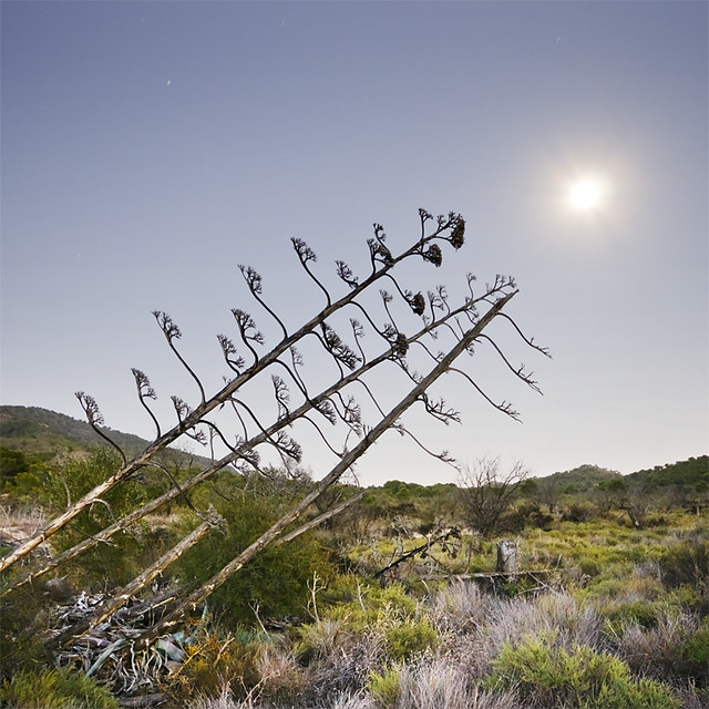 Agaves Under the Moon Light