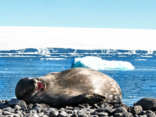 Laughing seal