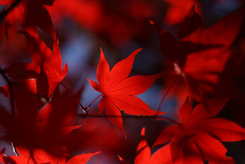 Red Maple | by tubulin