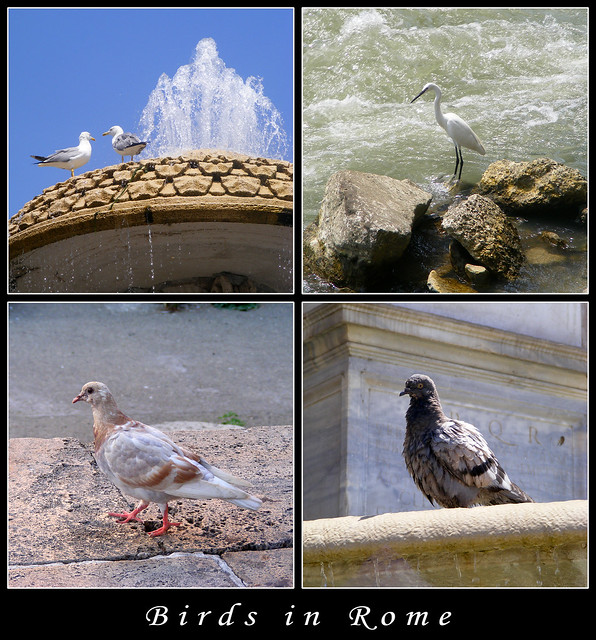 Birds in Rome (mosaic)