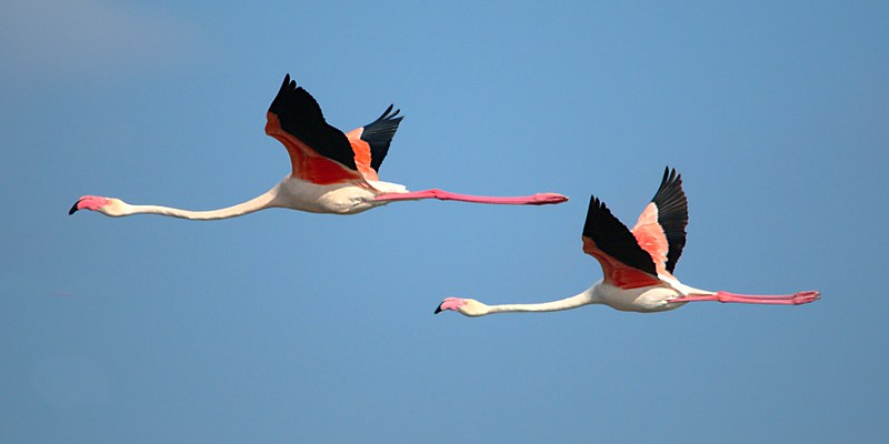 Greater Flamingos | Greater Flamingo - Phoenicopterus roseus… | Flickr