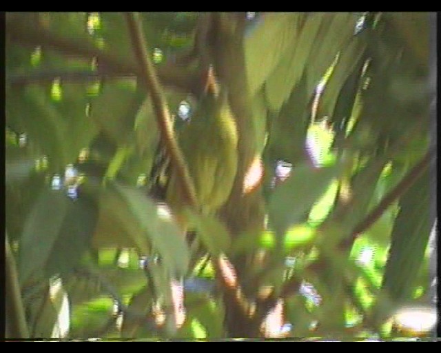 ? Oriolus flavocinctus (Yellow Oriole) - captive