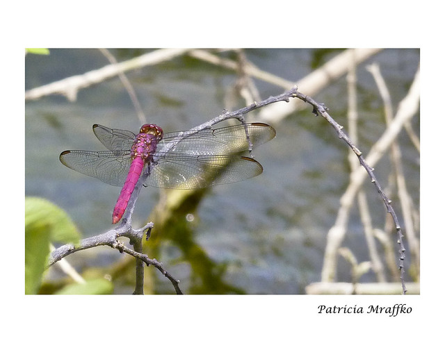 Fuschia dragonfly