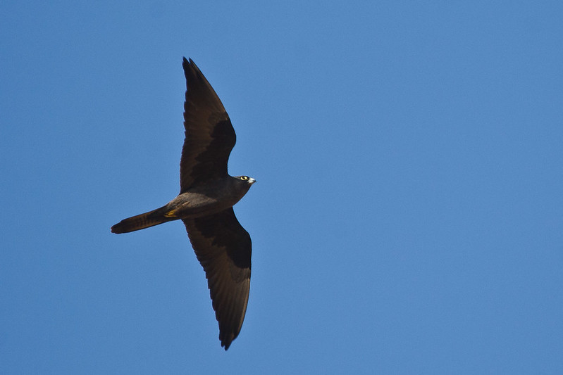 Eleonora's Falcon flying