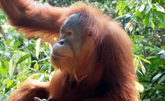 Orangutan - Sumatra, Indonesia