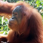 Orangutan - Sumatra, Indonesia