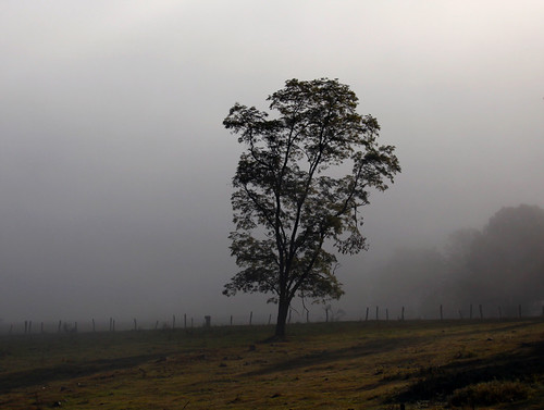 On the road to Dolly Sods by ppro, A nice foggy morning on the Sodssunrise dollysods canonef70200mmf28lisiiusm jordansrun