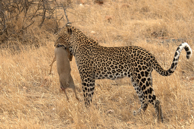 The Hunter! Samburu, Kenya