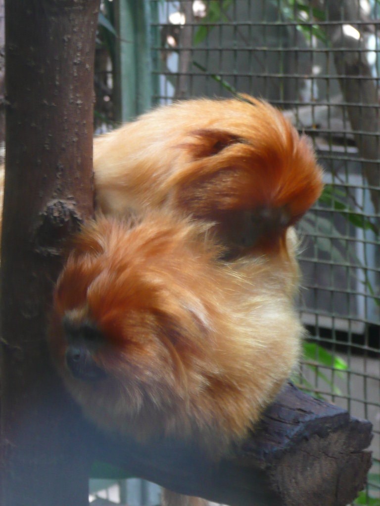 Golden Haired Tamarin Monkey | Reading Tom | Flickr