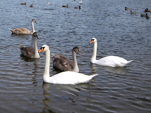 A Family of Swans and Cygnets at Bedfont South Lake | Flickr