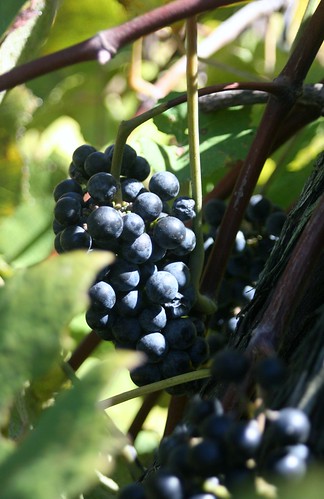 vacation illinois winery grapes