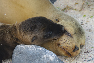 Sea lion pup and mom on Espanola