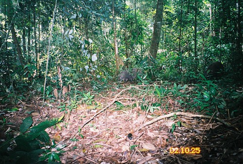 pull pigs wildboar susscrofa geo:locality=thailand taxonomy:common=wildboar taxonomy:species=susscrofa siwild:study=thailand siwild:studyId=thailand taxonomy:group=pigs sequence:index=1 sequence:length=1 siwild:date=200410250000000 siwild:location=thailandloc17 siwild:camDeploy=thaicamdeploy17 siwild:plot=ky02 siwild:trigger=thaiimg765 siwild:imageid=thaiimg765 sequence:id=thaiimg765 file:name=per08cam28ky02pig21jpg file:path=dthailandper08cam28per08cam28ky02pig21jpg sequence:key=1 siwild:species=14 geo:lon=14244545 geo:lat=101513895 siwild:region=thailand BR:batch=sla0620101119044340