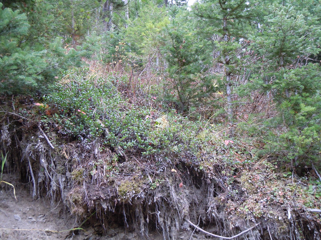 Frog Rock