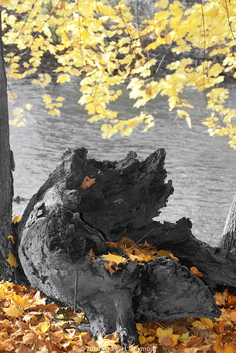 autumn usa fall leaves pennsylvania pa penn 100views penna midatlantic downingtown brandywinecreek flickraward middleatlantic kerrpark commonwealthofpennsylvania commonwealthpa commonwealthofpa