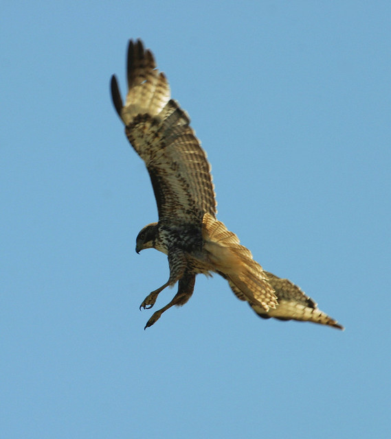 Red-tailed Hawk (Buteo jamaicensis); Cosumnes River Preserve, CA [Lou Feltz]