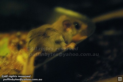 Feather-tail Glider - Acrobates pygmaeus | Feather-tail Glid… | Flickr