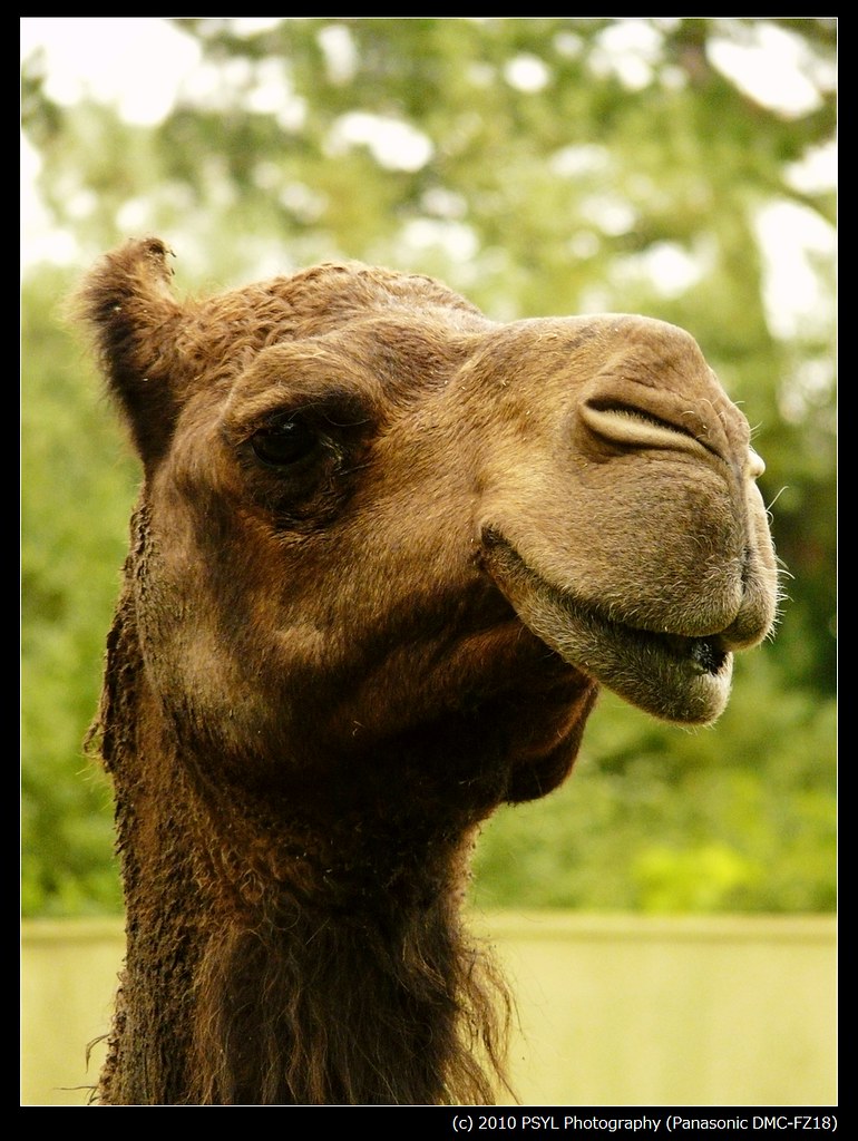 Bactrian Camel (Camelus bactrianus) | Location: Toronto Zoo,… | Flickr