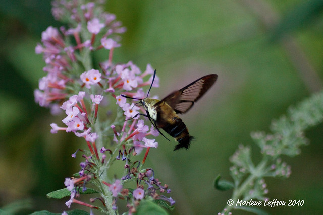 Hummingbird Butterfly