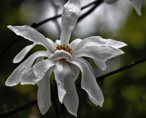 light white mountain flower tree green nature forest photoshop garden bokeh australia melbourne victoria ethereal magnolia raindrops mtdandenong upwey craftedfromtheheart