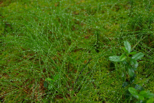 IMGP7126 by daniel.kelpe, geotagged schweden örebro swe kopparberg kämptorp geo:lat=5975931033 geo:lon=1490301000