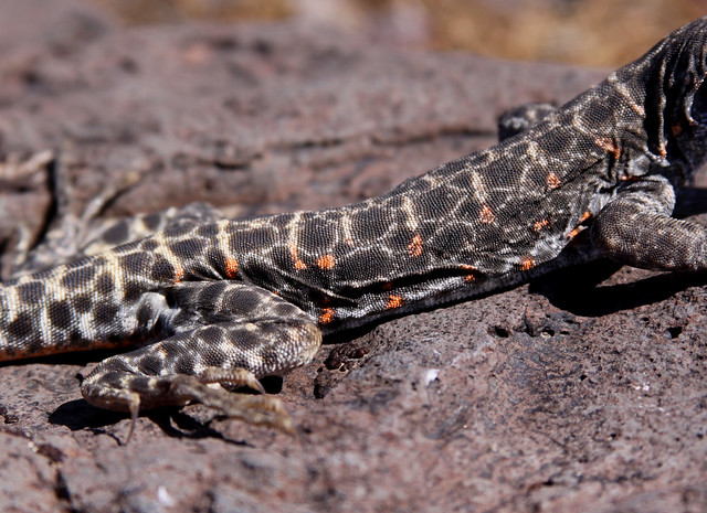Long-nosed Leopard Lizard (Gambelia wislizenii), adult female, scales