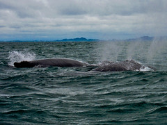 Boca Brava 20 - Whales