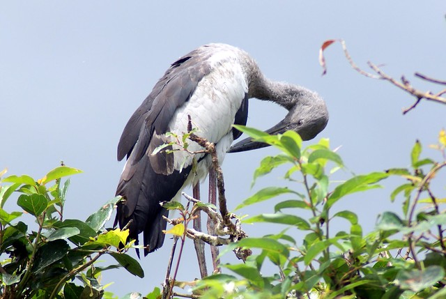 Asian Openbill Stork, Ranganthittu