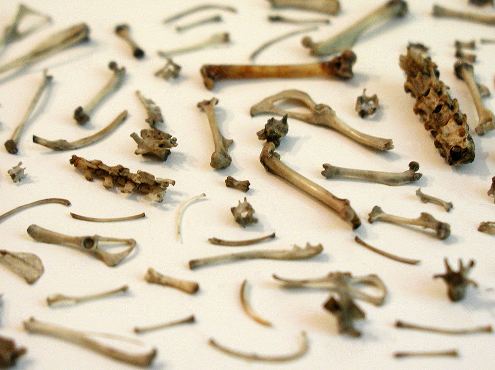 tiny bones | graceewhite | Flickr