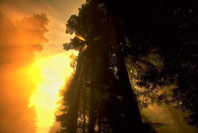 Sunburst through misty Redwoods