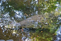 Agro - the salt water croc