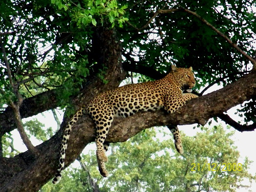 Luiperd / Leopard | by Bruwer Burger.