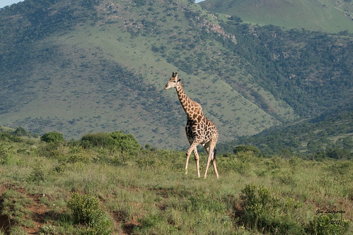 lustgarten animals humala songimvelo southafrica ebuhleni mpumalanga za